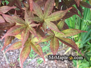 - Acer palmatum 'Flushing' Japanese Maple - Mr Maple │ Buy Japanese Maple Trees