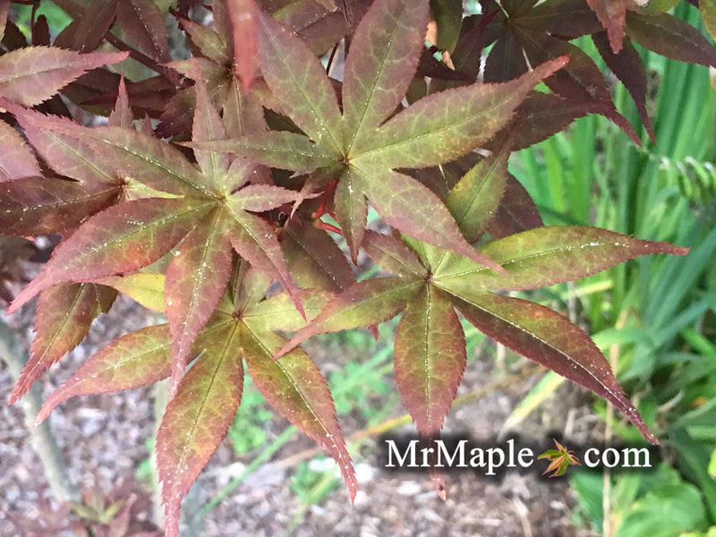 - Acer palmatum 'Flushing' Japanese Maple - Mr Maple │ Buy Japanese Maple Trees