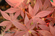 - Acer palmatum 'Flushing' Japanese Maple - Mr Maple │ Buy Japanese Maple Trees