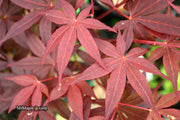 - Acer palmatum 'Flushing' Japanese Maple - Mr Maple │ Buy Japanese Maple Trees