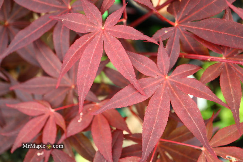 - Acer palmatum 'Flushing' Japanese Maple - Mr Maple │ Buy Japanese Maple Trees