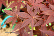 - Acer palmatum 'Flushing' Japanese Maple - Mr Maple │ Buy Japanese Maple Trees