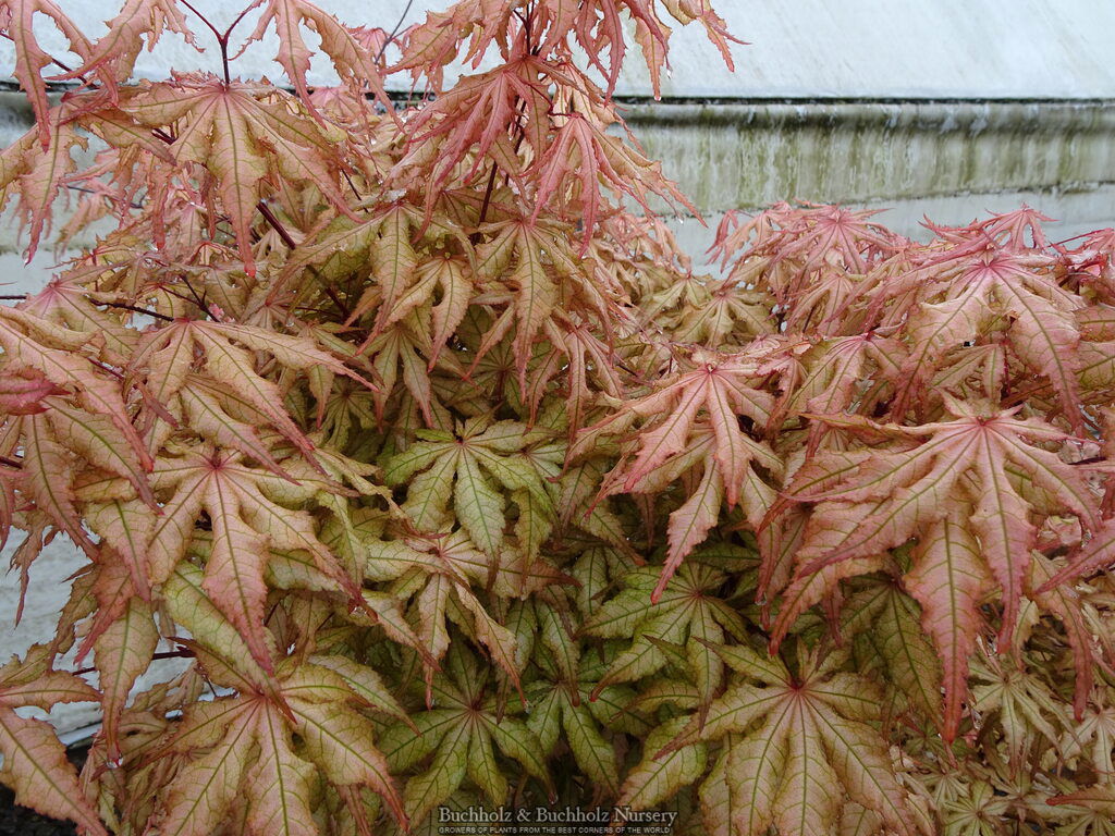Buy Acer palmatum 'Fred's Wild Dream' Japanese Maple — Mr Maple │ Buy ...