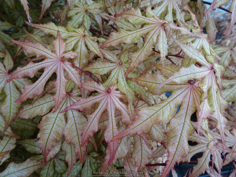 - Acer palmatum 'Fred's Wild Dream' Japanese Maple - Mr Maple │ Buy Japanese Maple Trees
