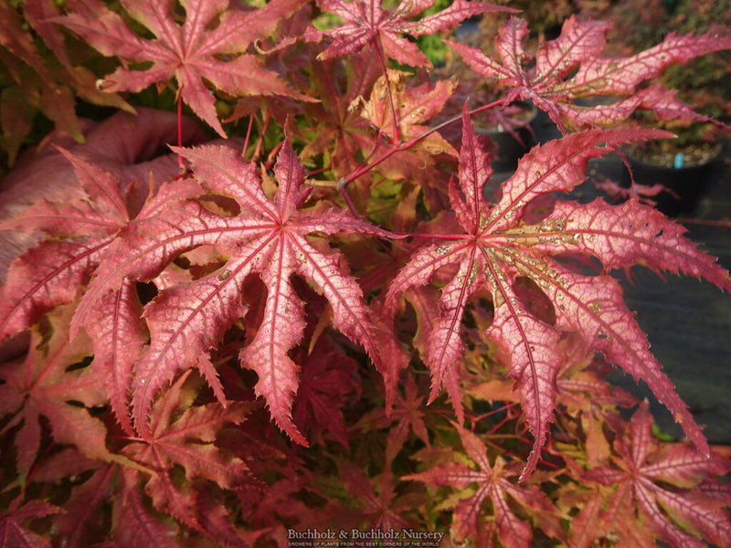 - Acer palmatum 'Fred's Wild Dream' Japanese Maple - Mr Maple │ Buy Japanese Maple Trees
