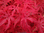 - Acer palmatum 'Fred's Wild Dream' Japanese Maple - Mr Maple │ Buy Japanese Maple Trees