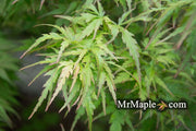 - Acer palmatum 'Frilly Willy' Japanese Maple - Mr Maple │ Buy Japanese Maple Trees