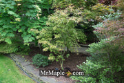 - Acer palmatum 'Frilly Willy' Japanese Maple - Mr Maple │ Buy Japanese Maple Trees