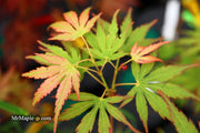 - Acer palmatum 'Frilly Willy' Japanese Maple - Mr Maple │ Buy Japanese Maple Trees