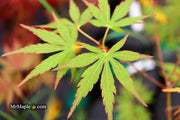 - Acer palmatum 'Frilly Willy' Japanese Maple - Mr Maple │ Buy Japanese Maple Trees