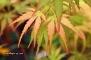 - Acer palmatum 'Frilly Willy' Japanese Maple - Mr Maple │ Buy Japanese Maple Trees