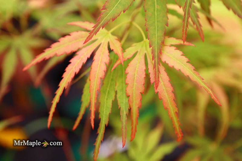 - Acer palmatum 'Frilly Willy' Japanese Maple - Mr Maple │ Buy Japanese Maple Trees