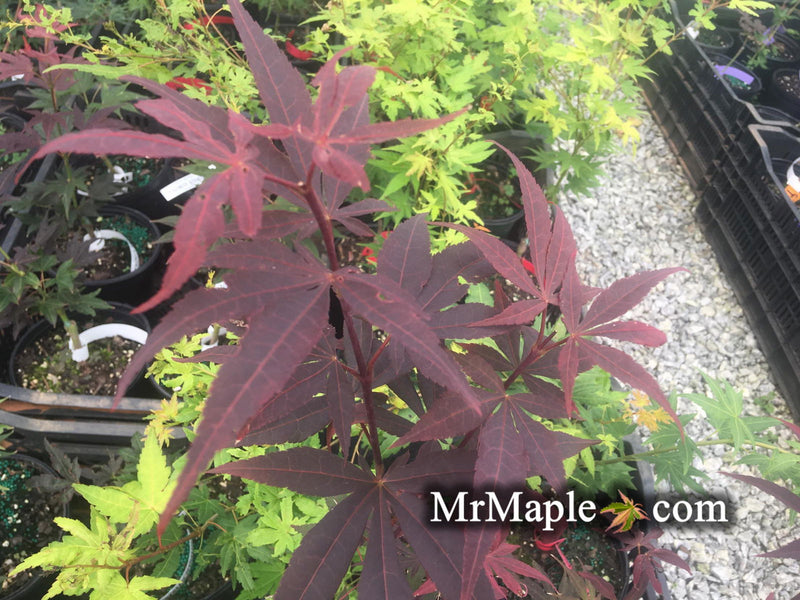 - Acer palmatum 'Fujinami' Deep Black Japanese Maple - Mr Maple │ Buy Japanese Maple Trees