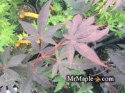 - Acer palmatum 'Fujinami' Deep Black Japanese Maple - Mr Maple │ Buy Japanese Maple Trees