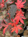 '- Acer palmatum 'Fujinami nishiki' Japanese Maple - Mr Maple │ Buy Japanese Maple Trees