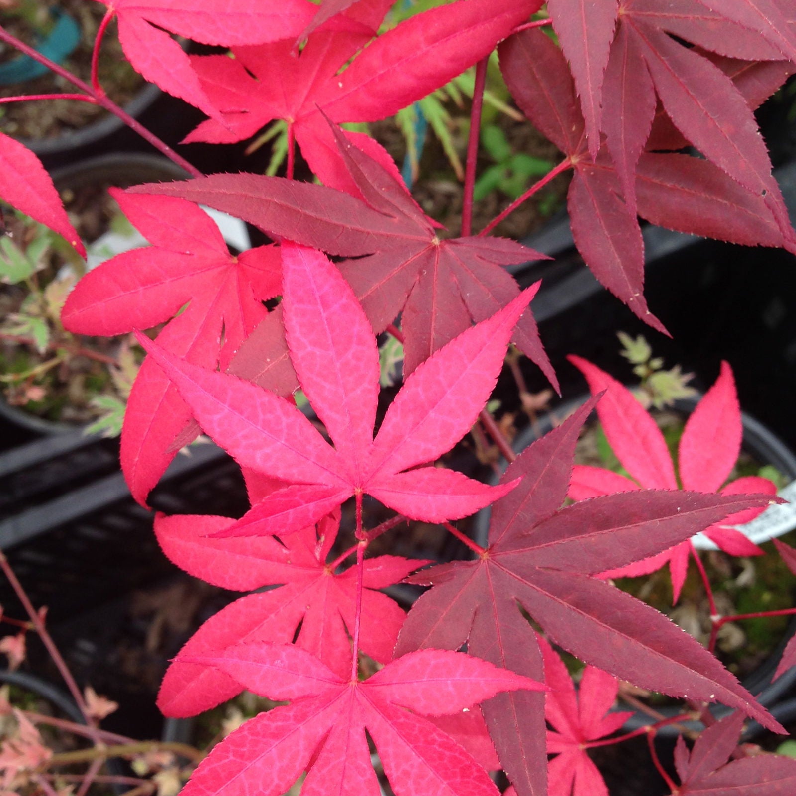 Buy Acer palmatum 'Fujinami nishiki' Japanese Maple — Mr Maple