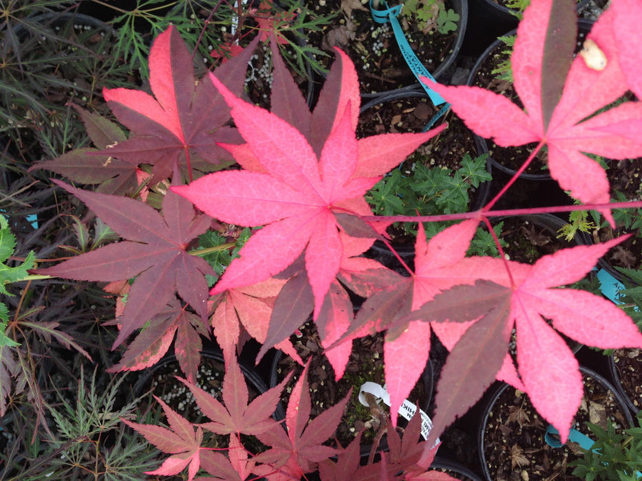 '- Acer palmatum 'Fujinami nishiki' Japanese Maple - Mr Maple │ Buy Japanese Maple Trees