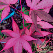 - Acer palmatum 'Fujinami nishiki' Japanese Maple - Mr Maple │ Buy Japanese Maple Trees