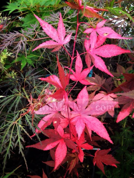 '- Acer palmatum 'Fujinami nishiki' Japanese Maple - Mr Maple │ Buy Japanese Maple Trees