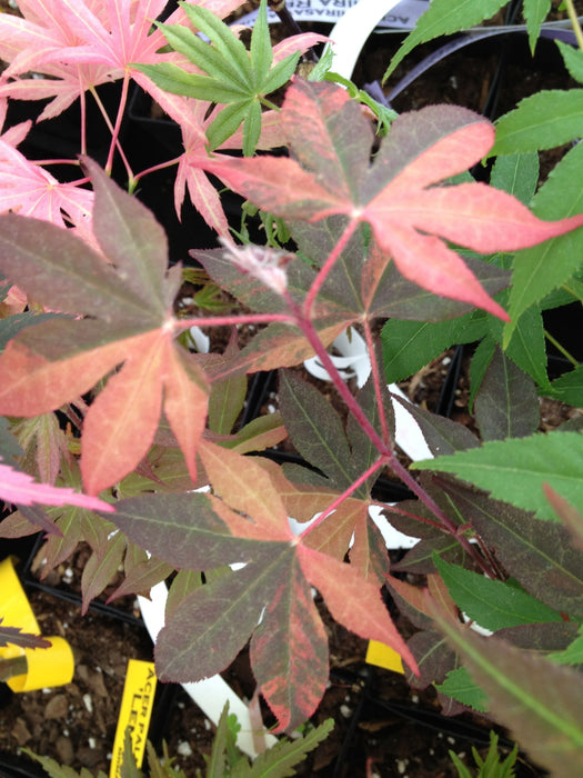 '- Acer palmatum 'Fujinami nishiki' Japanese Maple - Mr Maple │ Buy Japanese Maple Trees