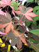 '- Acer palmatum 'Fujinami nishiki' Japanese Maple - Mr Maple │ Buy Japanese Maple Trees