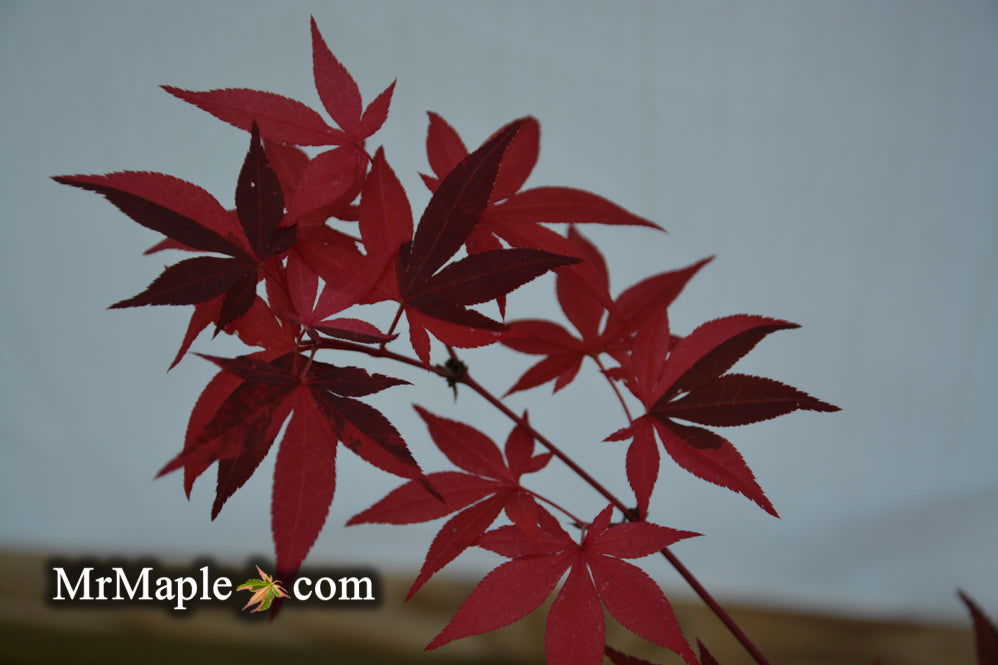 '- Acer palmatum 'Fujinami nishiki' Japanese Maple - Mr Maple │ Buy Japanese Maple Trees