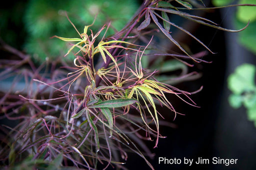 - Acer palmatum 'Fukinagashi' Strap Leaf Japanese Maple - Mr Maple │ Buy Japanese Maple Trees