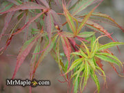 - Acer palmatum 'Fukinagashi' Strap Leaf Japanese Maple - Mr Maple │ Buy Japanese Maple Trees