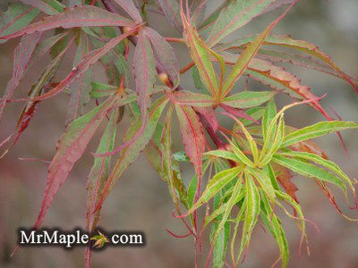 - Acer palmatum 'Fukinagashi' Strap Leaf Japanese Maple - Mr Maple │ Buy Japanese Maple Trees