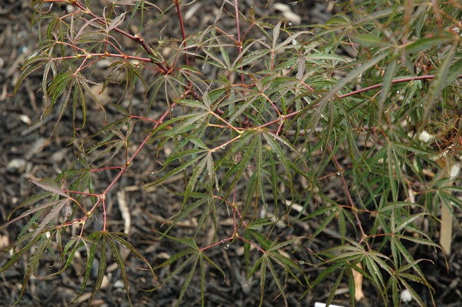 - Acer palmatum 'Fukinagashi' Strap Leaf Japanese Maple - Mr Maple │ Buy Japanese Maple Trees