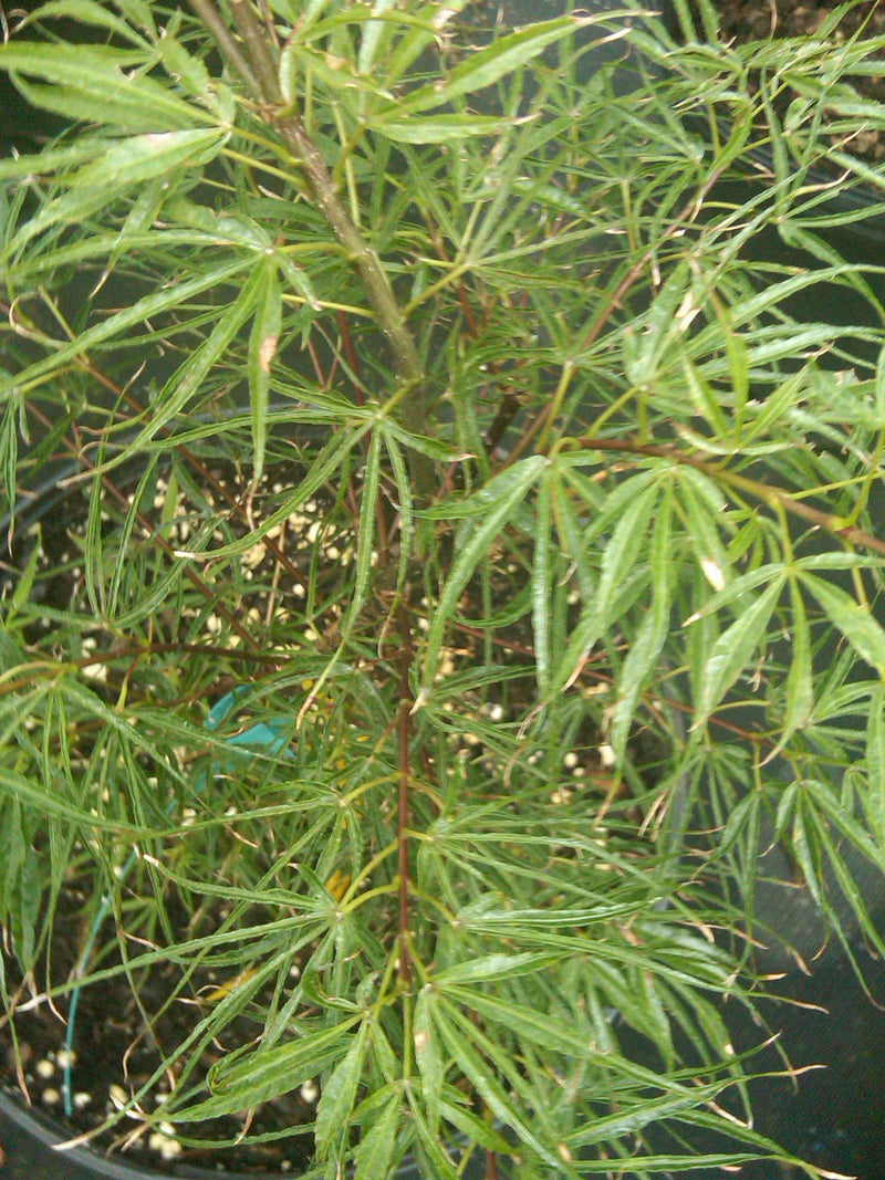 - Acer palmatum 'Fukinagashi' Strap Leaf Japanese Maple - Mr Maple │ Buy Japanese Maple Trees