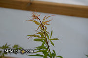 - Acer palmatum 'Fukinagashi' Strap Leaf Japanese Maple - Mr Maple │ Buy Japanese Maple Trees