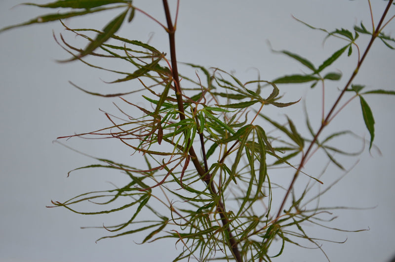 - Acer palmatum 'Fukinagashi' Strap Leaf Japanese Maple - Mr Maple │ Buy Japanese Maple Trees