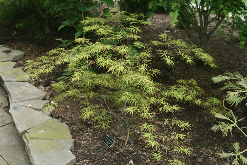 - Acer palmatum 'Fukinagashi' Strap Leaf Japanese Maple - Mr Maple │ Buy Japanese Maple Trees