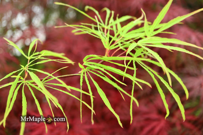 - Acer palmatum 'Fukinagashi' Strap Leaf Japanese Maple - Mr Maple │ Buy Japanese Maple Trees