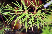 - Acer palmatum 'Fukinagashi' Strap Leaf Japanese Maple - Mr Maple │ Buy Japanese Maple Trees