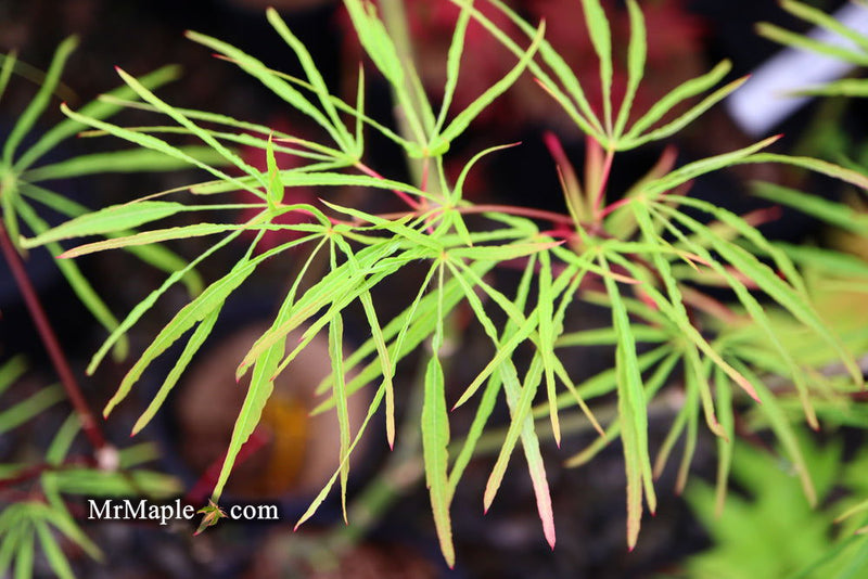 - Acer palmatum 'Fukinagashi' Strap Leaf Japanese Maple - Mr Maple │ Buy Japanese Maple Trees