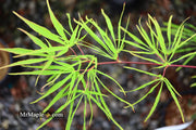 - Acer palmatum 'Fukinagashi' Strap Leaf Japanese Maple - Mr Maple │ Buy Japanese Maple Trees