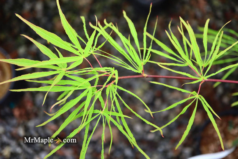 - Acer palmatum 'Fukinagashi' Strap Leaf Japanese Maple - Mr Maple │ Buy Japanese Maple Trees