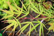- Acer palmatum 'Fukinagashi' Strap Leaf Japanese Maple - Mr Maple │ Buy Japanese Maple Trees