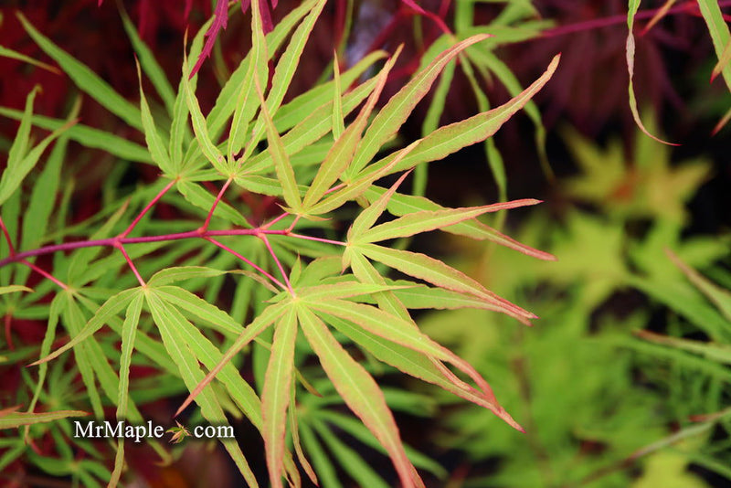 - Acer palmatum 'Fukinagashi' Strap Leaf Japanese Maple - Mr Maple │ Buy Japanese Maple Trees