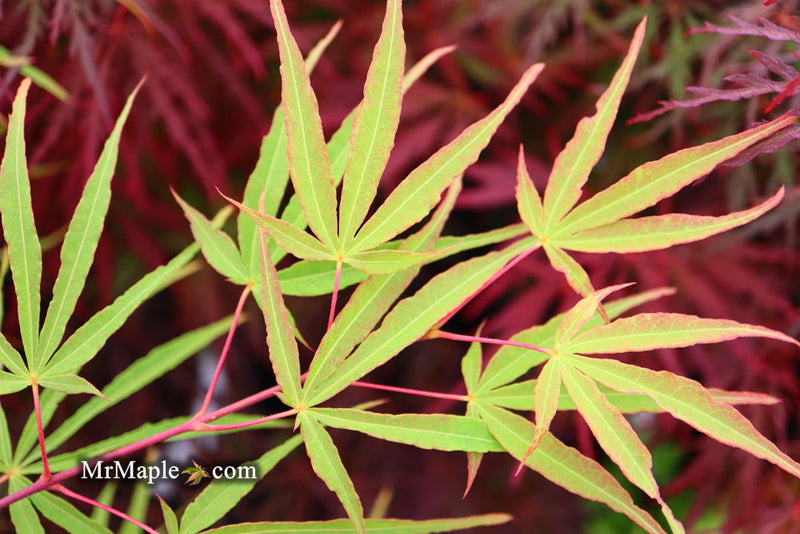 - Acer palmatum 'Fukinagashi' Strap Leaf Japanese Maple - Mr Maple │ Buy Japanese Maple Trees