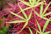 - Acer palmatum 'Fukinagashi' Strap Leaf Japanese Maple - Mr Maple │ Buy Japanese Maple Trees
