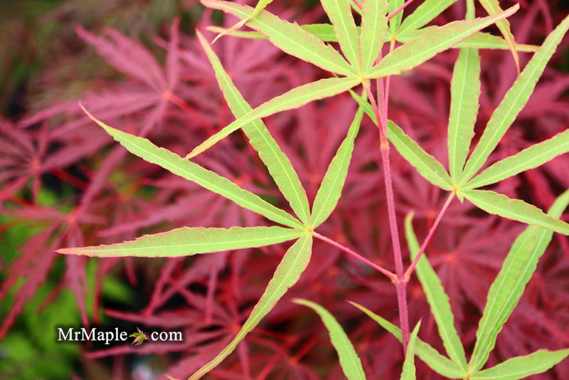 - Acer palmatum 'Fukinagashi' Strap Leaf Japanese Maple - Mr Maple │ Buy Japanese Maple Trees