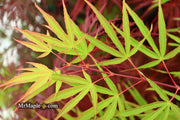 - Acer palmatum 'Fukinagashi' Strap Leaf Japanese Maple - Mr Maple │ Buy Japanese Maple Trees