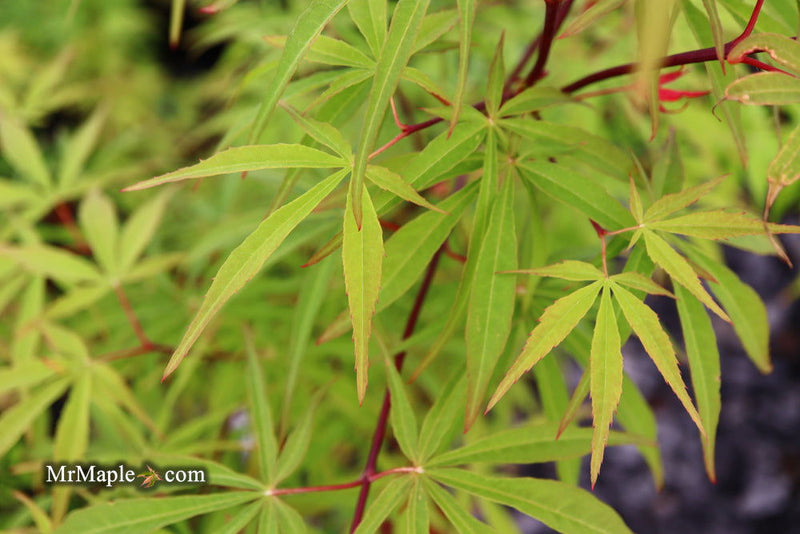 - Acer palmatum 'Fukinagashi' Strap Leaf Japanese Maple - Mr Maple │ Buy Japanese Maple Trees