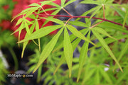 - Acer palmatum 'Fukinagashi' Strap Leaf Japanese Maple - Mr Maple │ Buy Japanese Maple Trees