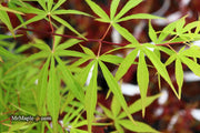 - Acer palmatum 'Fukinagashi' Strap Leaf Japanese Maple - Mr Maple │ Buy Japanese Maple Trees