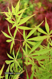 - Acer palmatum 'Fukinagashi' Strap Leaf Japanese Maple - Mr Maple │ Buy Japanese Maple Trees