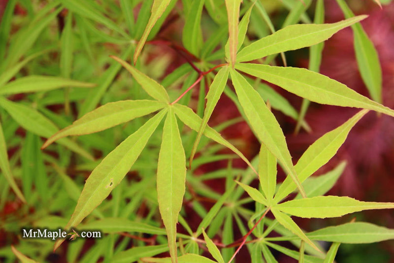 - Acer palmatum 'Fukinagashi' Strap Leaf Japanese Maple - Mr Maple │ Buy Japanese Maple Trees